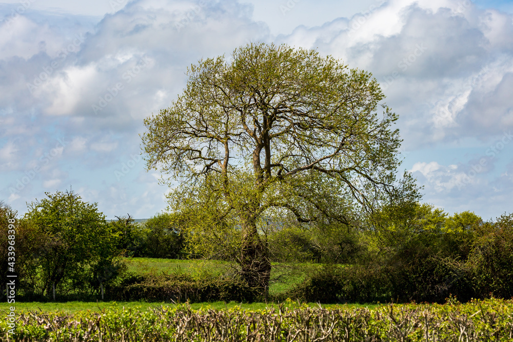 Obraz premium A Rural Sussex Scene with a Tree in a Field