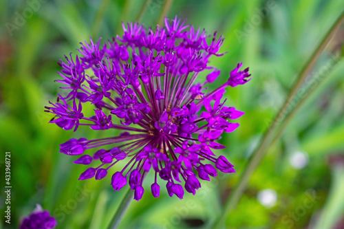 Single giant purple allium flower head  an ornamental onion plant  in a blurred green grassy background