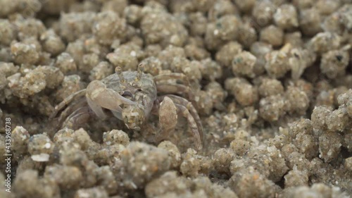 Close up of soldier crab makes balls of sand while eating. Soldier crab or Mictyris is small crabs eat humus and small animals found at the beach as food.