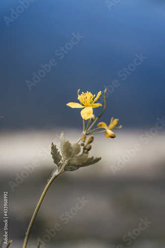 yellow flower on blue sky background