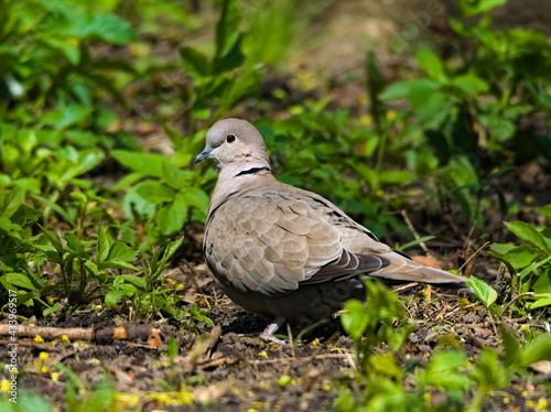 Eurasian collared dove (Streptopelia decaocto). Pigeon in the park. © Maciek