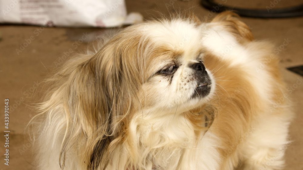 portrait of a pekingese portrait of a pekingese