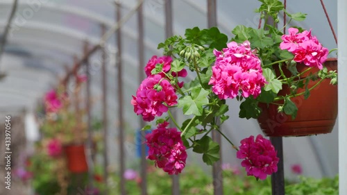 Wallpaper Mural Pots with pelargonium flowers in small garden plant greenhouse, hanging pot with blooming geranium flower on a sunny day. High quality 4k footage Torontodigital.ca