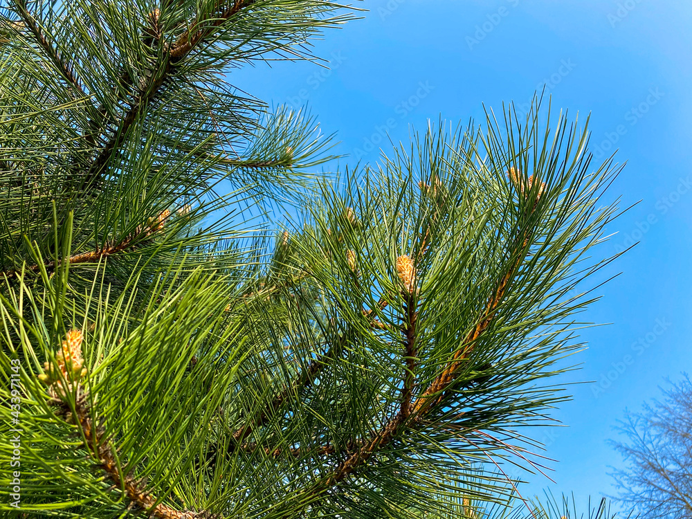 Young Aleppo pine pinus halepensis grows in the park Young Aleppo pine pinus halepensis grows in the park