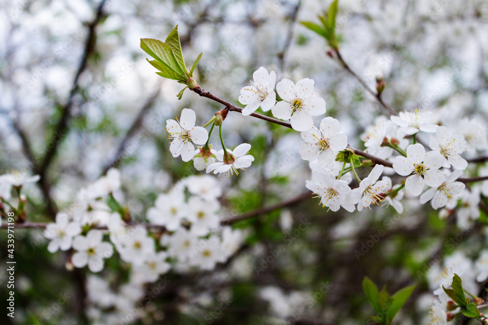 Branches with beautiful white flowers. Spring cherry blossoms. Branches with beautiful white flowers. Spring cherry blossoms.
