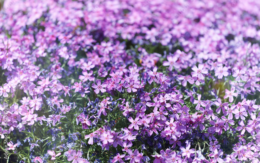 Nature background with spring flowers. Soft focus. Close up. Nature background with spring flowers. Soft focus. Close up.