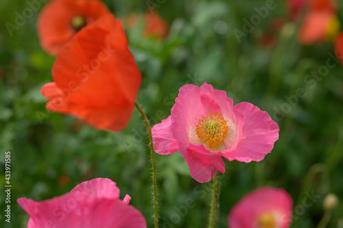 Papaveri rossi e rosa in primo piano nel prato verde © vpardi