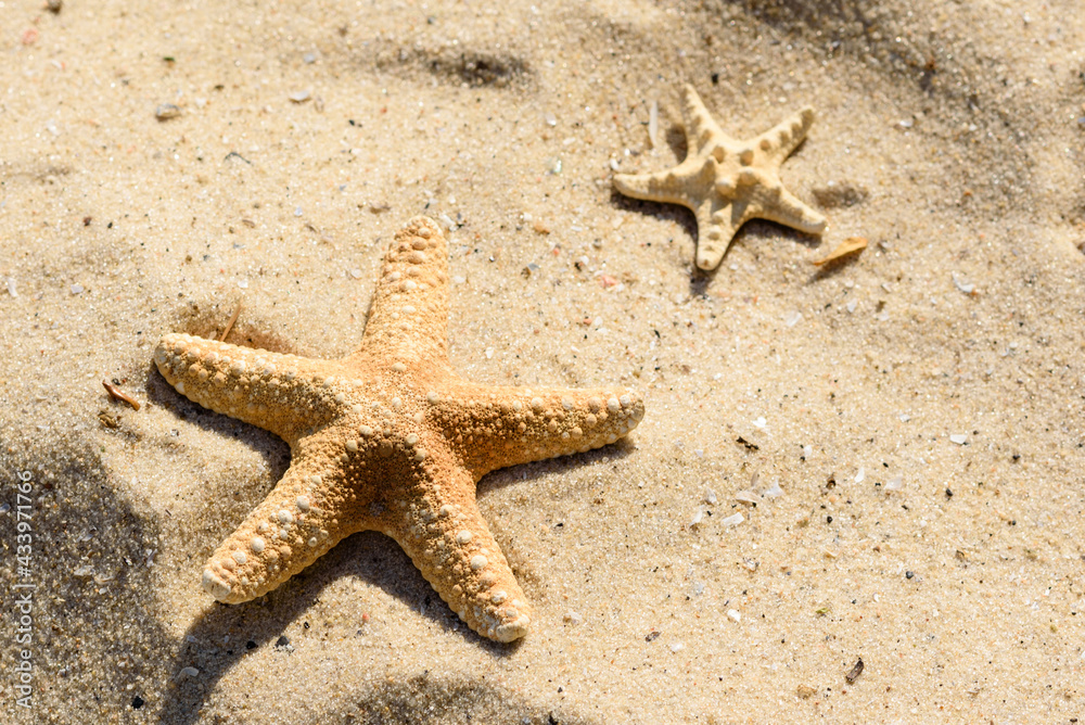 Sea star on the sand on the ocean on a warm summer day Sea star on the sand on the ocean on a warm summer day