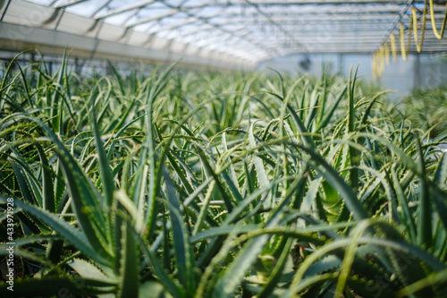 Healing green Aloe Arborescens plant 