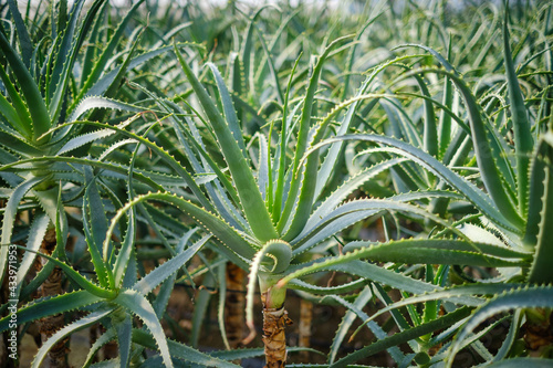 Healing green Aloe Arborescens plant  photo