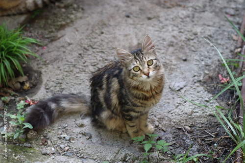 cat in the garden © Игорь Чечин