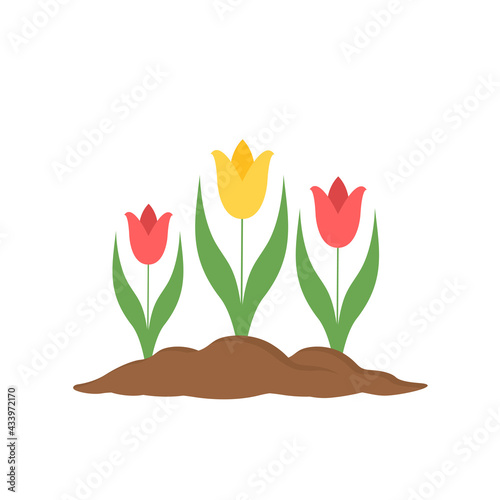 Three tulips in soil isolated on white. Vector illustration