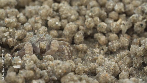 Close up of soldier crab makes balls of sand while eating. Soldier crab or Mictyris is small crabs eat humus and small animals found at the beach as food.