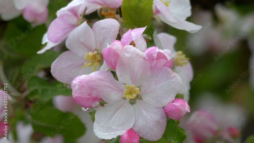Apfelblüten im Frühling, Bayern, Deutschland Apfelblüten im Frühling, Bayern, Deutschland