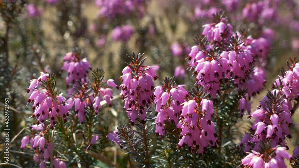 Blühende Winterheide (Erica carnea, Erica herbacea), Bayern, Deutschland Blühende Winterheide (Erica carnea, Erica herbacea), Bayern, Deutschland