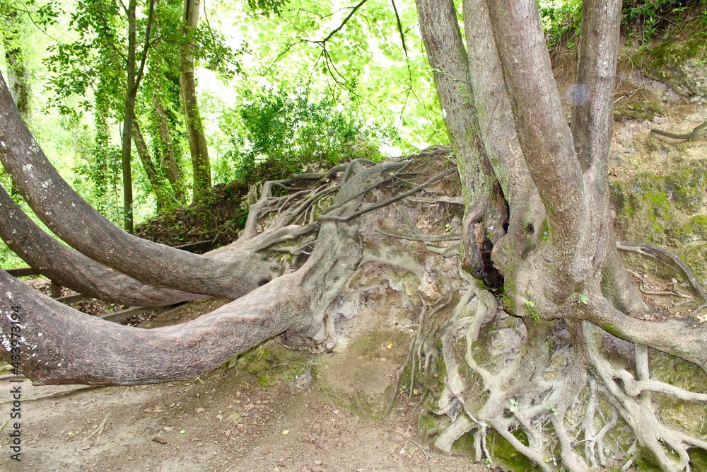 roots of a tree