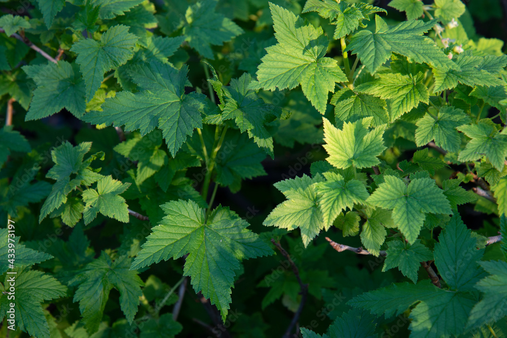 Young green currant leaves. The concept of spring. Natural green background Young green currant leaves. The concept of spring. Natural green background