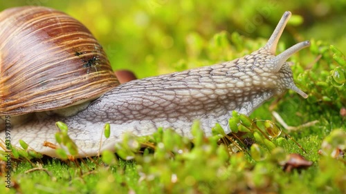 A snail creeps on moss.