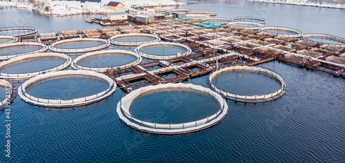 Salmon and sturgeon fish farm aquaculture blue water. Aerial top view