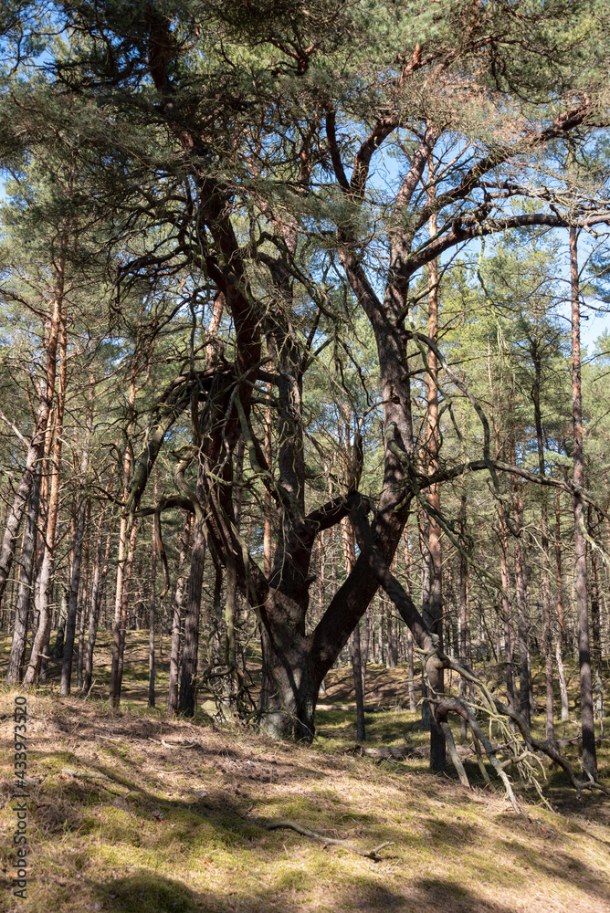 Big old tree in the coniferous forest. Hel, Pomerania, Poland. Selective focus. Big old tree in the coniferous forest. Hel, Pomerania, Poland. Selective focus.