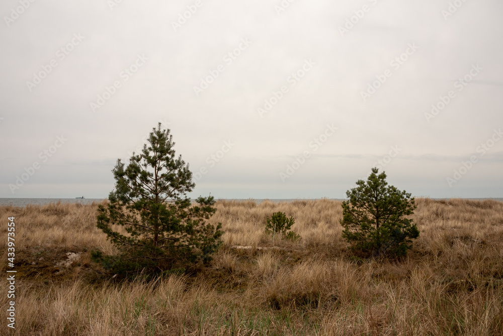 Coniferous trees on the shore of the Baltic Sea. Hel, Pomerania, Poland. Selective focus. Coniferous trees on the shore of the Baltic Sea. Hel, Pomerania, Poland. Selective focus.