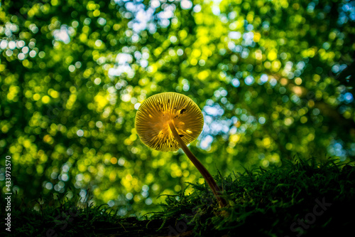 Mushrooms growing on a dead  rotten tree stump in forest. Late summer scenery in woodlands in Northern Europe.