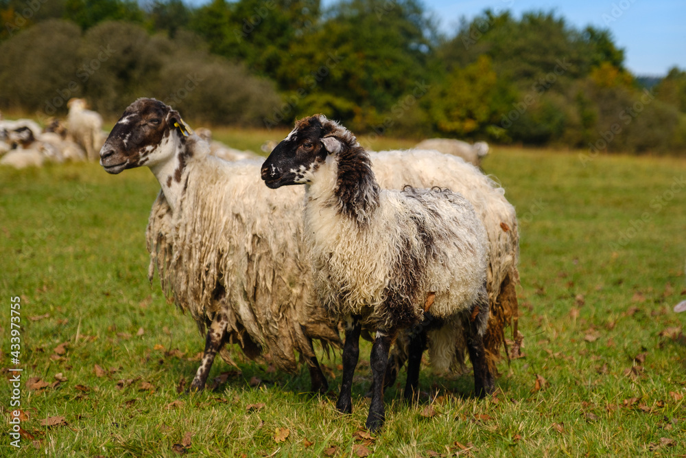 Sheep on pasture on Planina plain Sheep on pasture on Planina plain