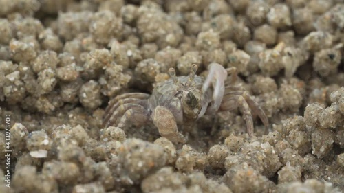 Close up of soldier crab makes balls of sand while eating. Soldier crab or Mictyris is small crabs eat humus and small animals found at the beach as food.