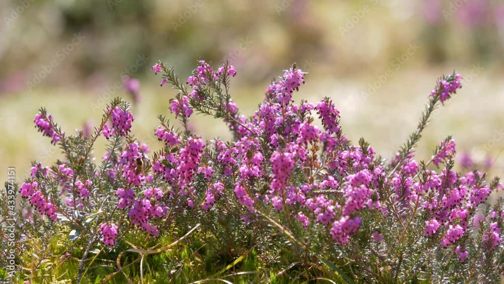  Blühende Winterheide (Erica carnea, Erica herbacea), Bayern, Deutschland