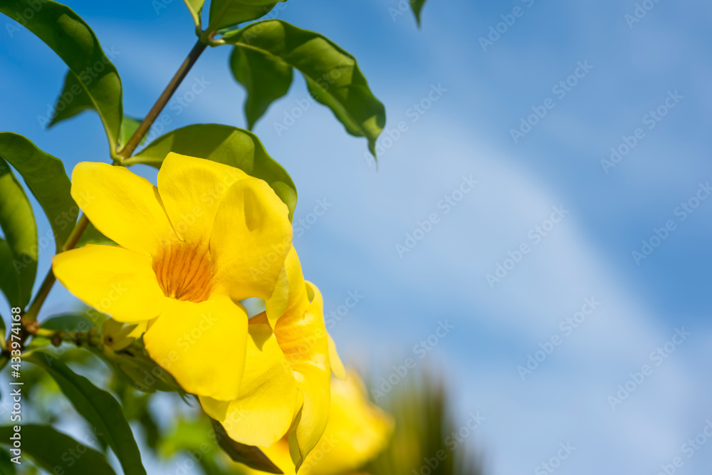 Close-up of Tecoma Stans' Yellow Flowers against the blue sky. Selective focus. North America, Mexico