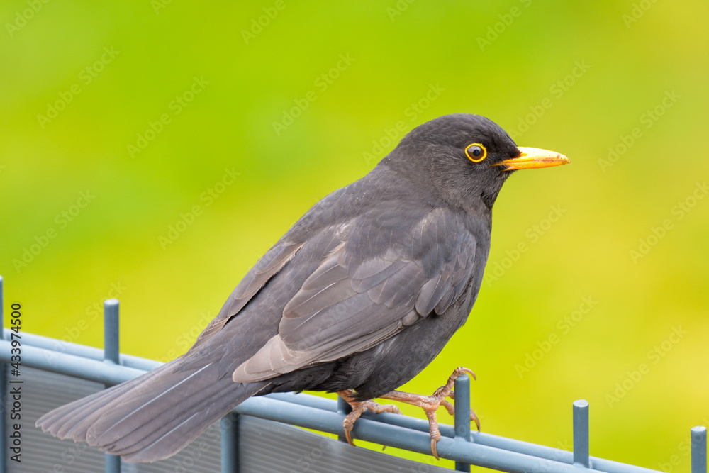 Close up of a Blackbird sitting on a fence Close up of a Blackbird sitting on a fence