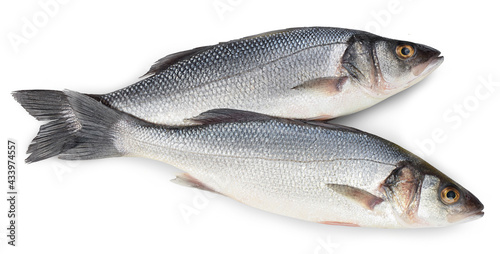 Sea bass fich isolated on white background with clipping path. Top view. Flat lay