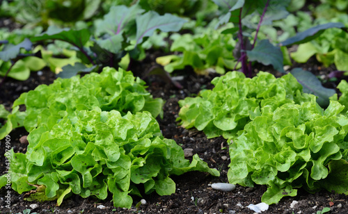 In the garden, fresh green lettuce grows in a vegetable patch