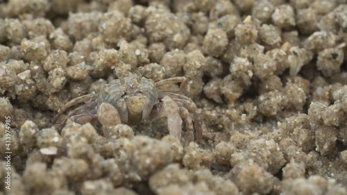 Close up of soldier crab makes balls of sand while eating. Soldier crab or Mictyris is small crabs eat humus and small animals found at the beach as food.