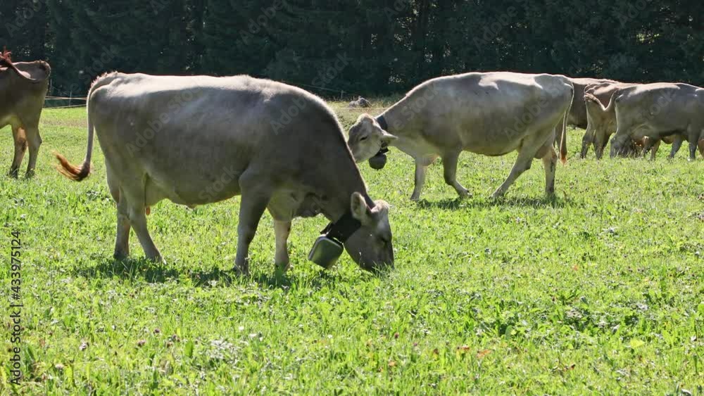 swiss_cows