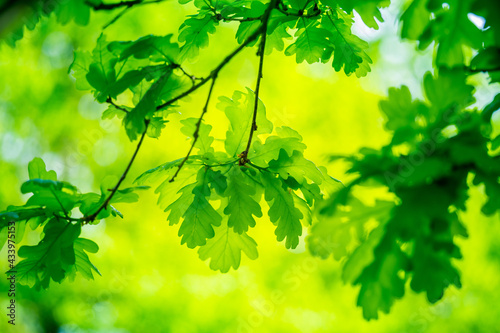 Beautiful, bright, fresh oak leaves in an early summer. Forest scenery of Northern Europe.