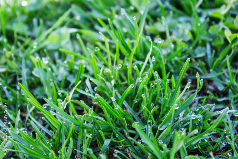 Morning dew on the green grass close-up. Early summer morning. Morning dew on the green grass close-up. Early summer morning.