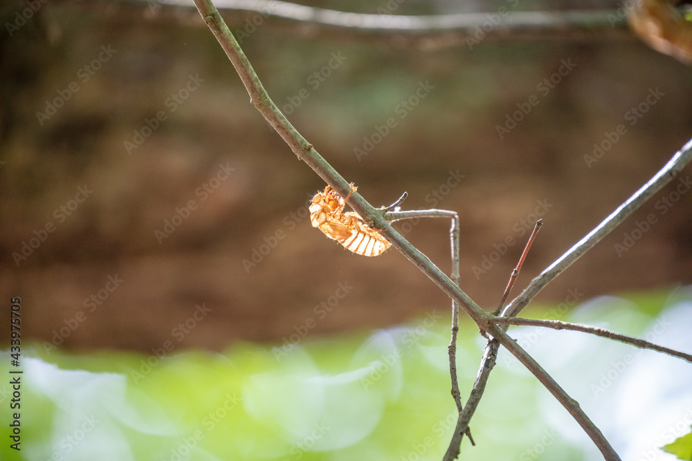 BroodX 17 year Periodic Cicada Shell clinging to a stick