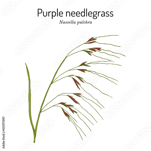 Purple needlegrass state grass of California photo