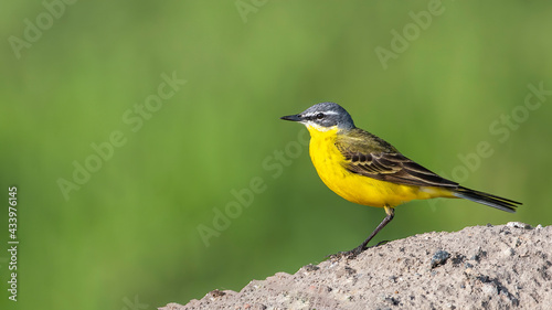 yellow wagtail on a branch © VitOt