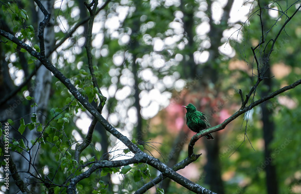 Common European starling bird which is a song bird sitting on tree branch against bokeh . purple winged starling Common European starling bird which is a song bird sitting on tree branch against bokeh . purple winged starling