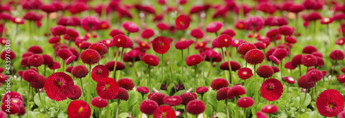 Spring bright red daisy closeup background
