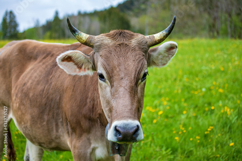 Kuh - Allgäu - Frühling - Hörner - schön 