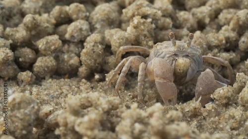 Macro of soldier crab makes balls of sand while eating. Soldier crab or Mictyris is small crabs eat humus and small animals found at the beach as food.