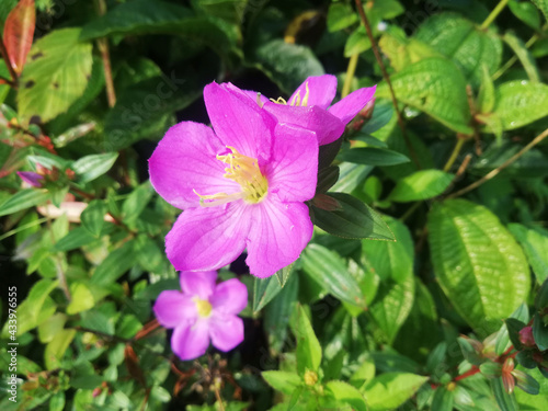 Beautiful Purple flower  