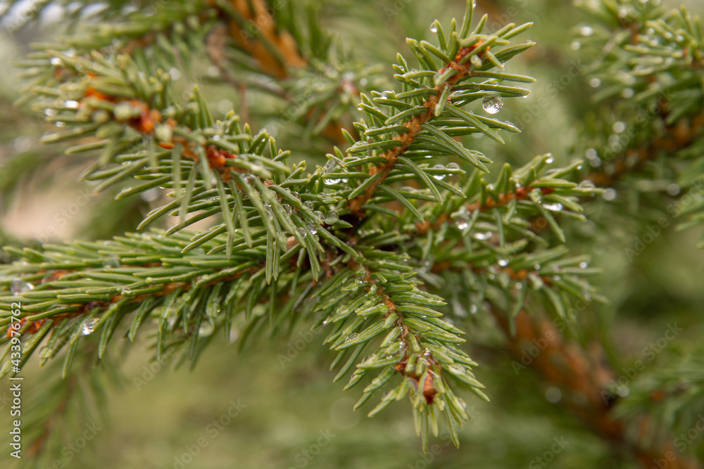 natural landscape early spring spruce branch with green rain needles close up