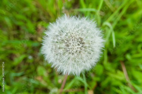 white blooming dandelion in the grass