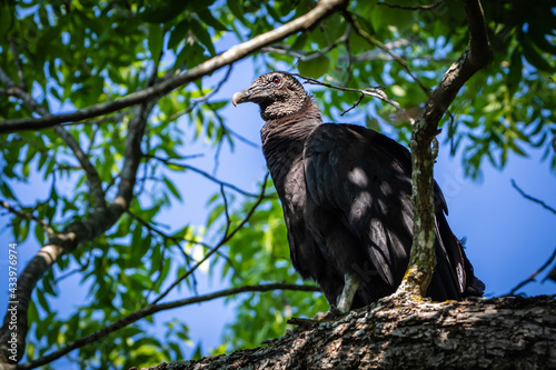 Obraz na plátne black vulture in a tree