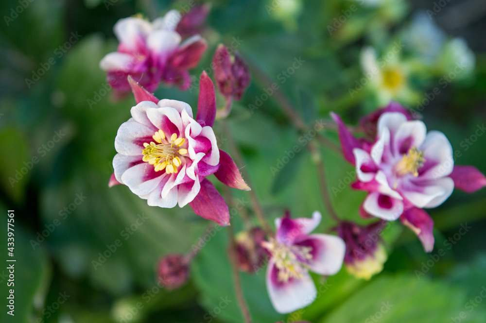 Close up of Aquilegia, common names granny's bonnet, columbine.Pink flower of aquilegia or aquilegia vulgaris or akelei.