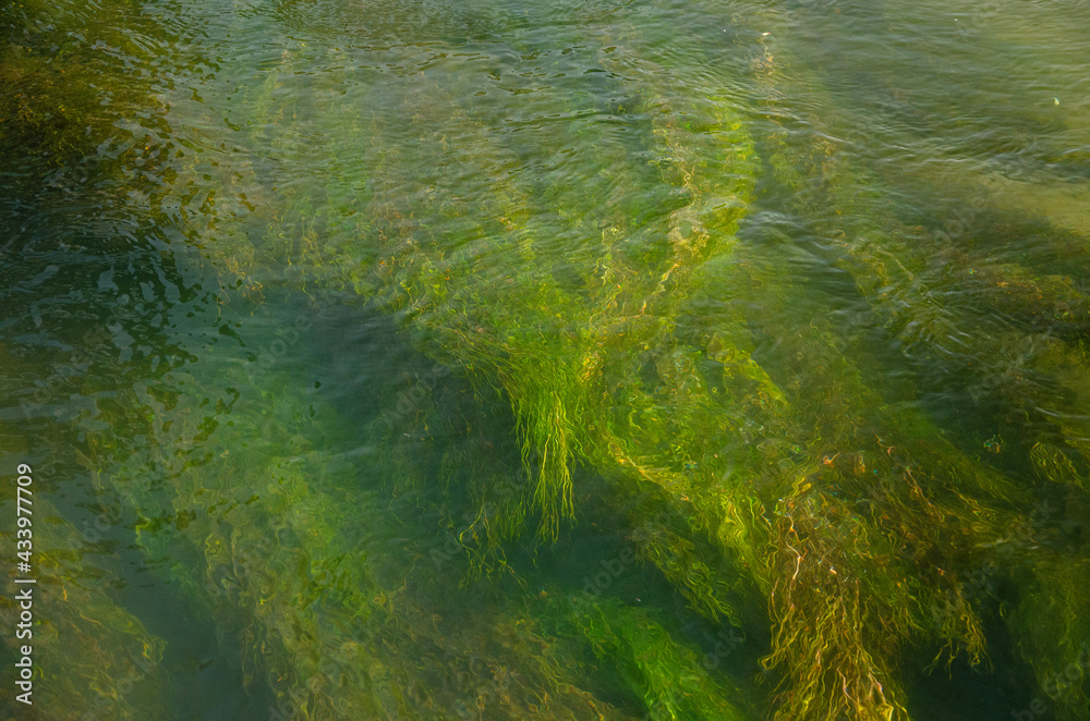 grass in water